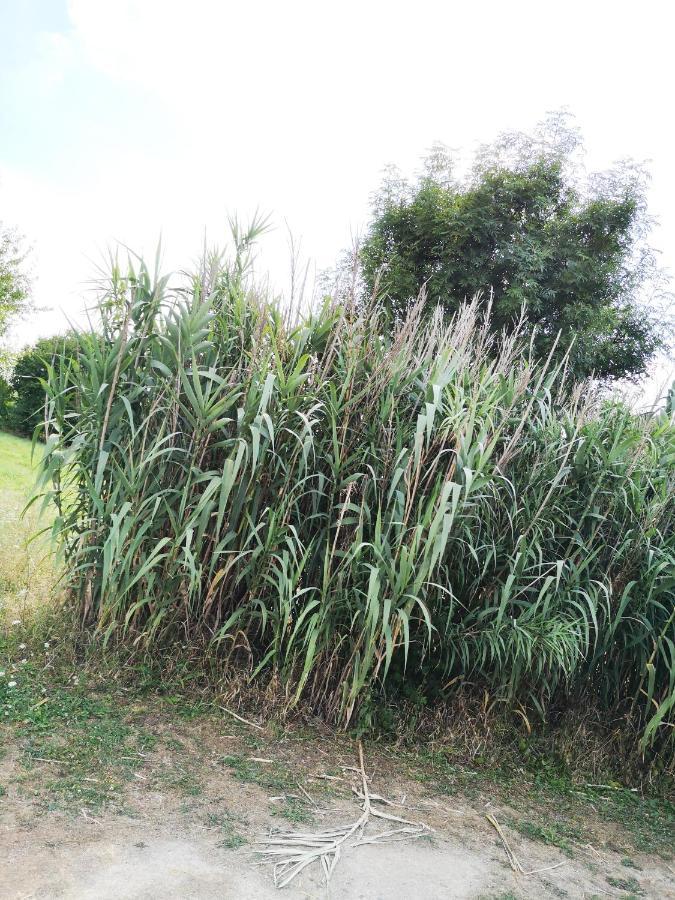 Domaine De La Borde Damparis Exterior foto